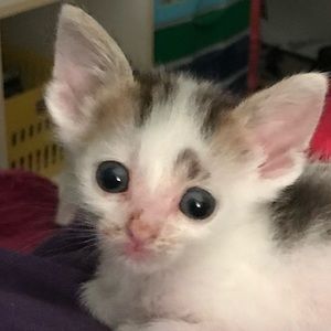 Meet your Posher, Cassie